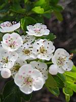 Aubepine, fleurs (Jarnioux (69)) (Photo F. Mrugala) (3)